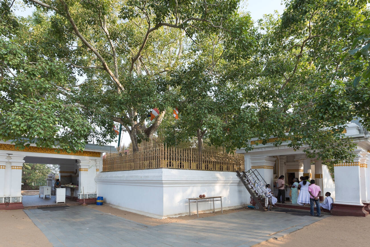 Sri Maha Bodhi